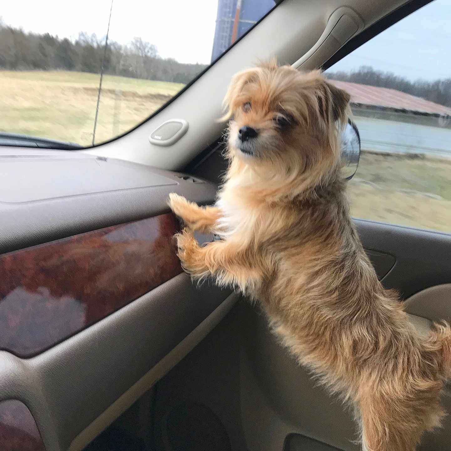 Miracle joined the competition — help win amazing prizes! accessories, affenpinscher, alloywheel, animal, belt, canine, car, car_exterior, carmirror, carwheel, dog, machine, pet, puppy, spoke, terrier, tire, transportation, vehicle, wheel