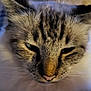 Orphée a rejoint le concours — aidez-le/la à gagner de superbes lots ! cat, close_up, feline, fur, whiskers, nose, eyes, ears, soft, blanket, indoor, pet, cozy, relaxed, animal, mammal, face, portrait, resting, comfort