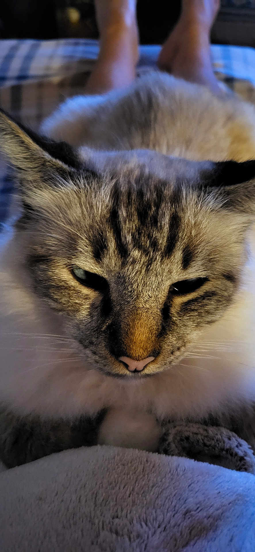 Orphée a rejoint le concours — aidez-le/la à gagner de superbes lots ! cat, close_up, feline, fur, whiskers, nose, eyes, ears, soft, blanket, indoor, pet, cozy, relaxed, animal, mammal, face, portrait, resting, comfort