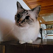 Orphée participe au concours pour gagner de l'argent avec cette photo : cat, indoor, wooden_ceiling, furniture, pet, whiskers, curious, animal, domestic_cat, closeup, face, ears, fur, nose, table, house, cozy, portrait, mammal, looking