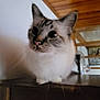 cat, indoor, wooden_ceiling, furniture, pet, whiskers, curious, animal, domestic_cat, closeup, face, ears, fur, nose, table, house, cozy, portrait, mammal, looking