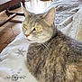 cat, indoor, gray_tabby, yellow_eyes, blanket, snowflake_pattern, table, wooden_floor, cat_scratch_post, natural_light, couch, furniture, pet, cozy, resting, close_up, whiskers, ears, fur, home