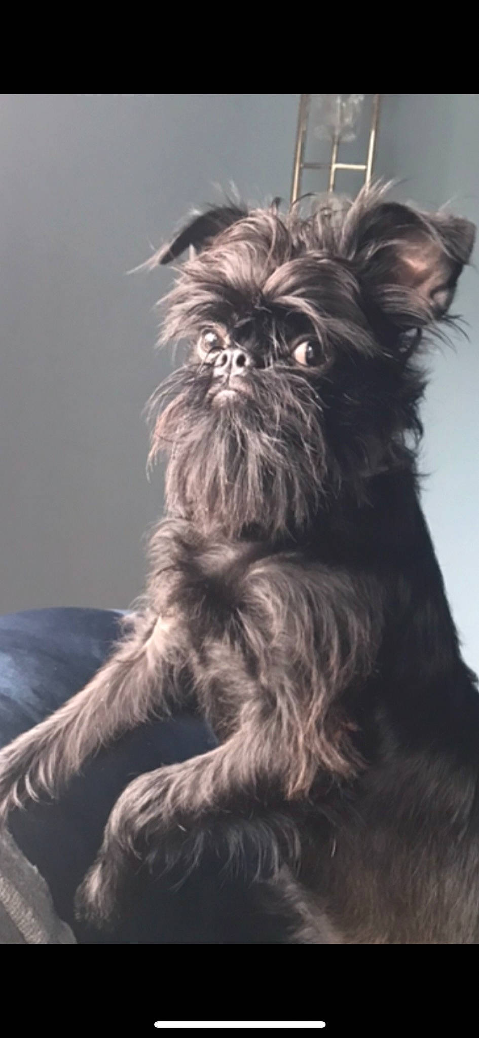 Gatsby a rejoint le concours — aidez-le/la à gagner de superbes lots ! biewer_terrier, canidae, carnivore, companion_dog, dog, dog_breed, dog_supply, fur, liver, small_terrier, snout, sporting_group, terrestrial_animal, terrier, toy_dog, working_animal