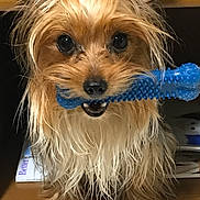 Meesha joined the competition — help win amazing prizes! dog, toy, blue, chew_toy, wet_fur, small_dog, shelf, seashells, brown_fur, ears, black_nose, eyes, pet, indoor, wooden_shelf, playful, animal, looking_at_camera, cute, fur