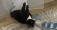 Delilah is registered to the contest to win money with this photo: cat, black_and_white, curtain, rug, floor, indoor, playful, pet, animal, white_paws, window, sheer_curtain, wood_floor, relaxed, home, feline, lying_down, curious, patterned_rug, natural_light