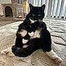 Delilah is registered to the contest to win money with this photo: cat, tuxedo_cat, pet, indoor, carpet, cat_tree, relaxed, sitting, black_and_white, whiskers, cute, feline, animal, fur, pink_paw_pads, home, window_blinds, playful, domestic_cat, floor