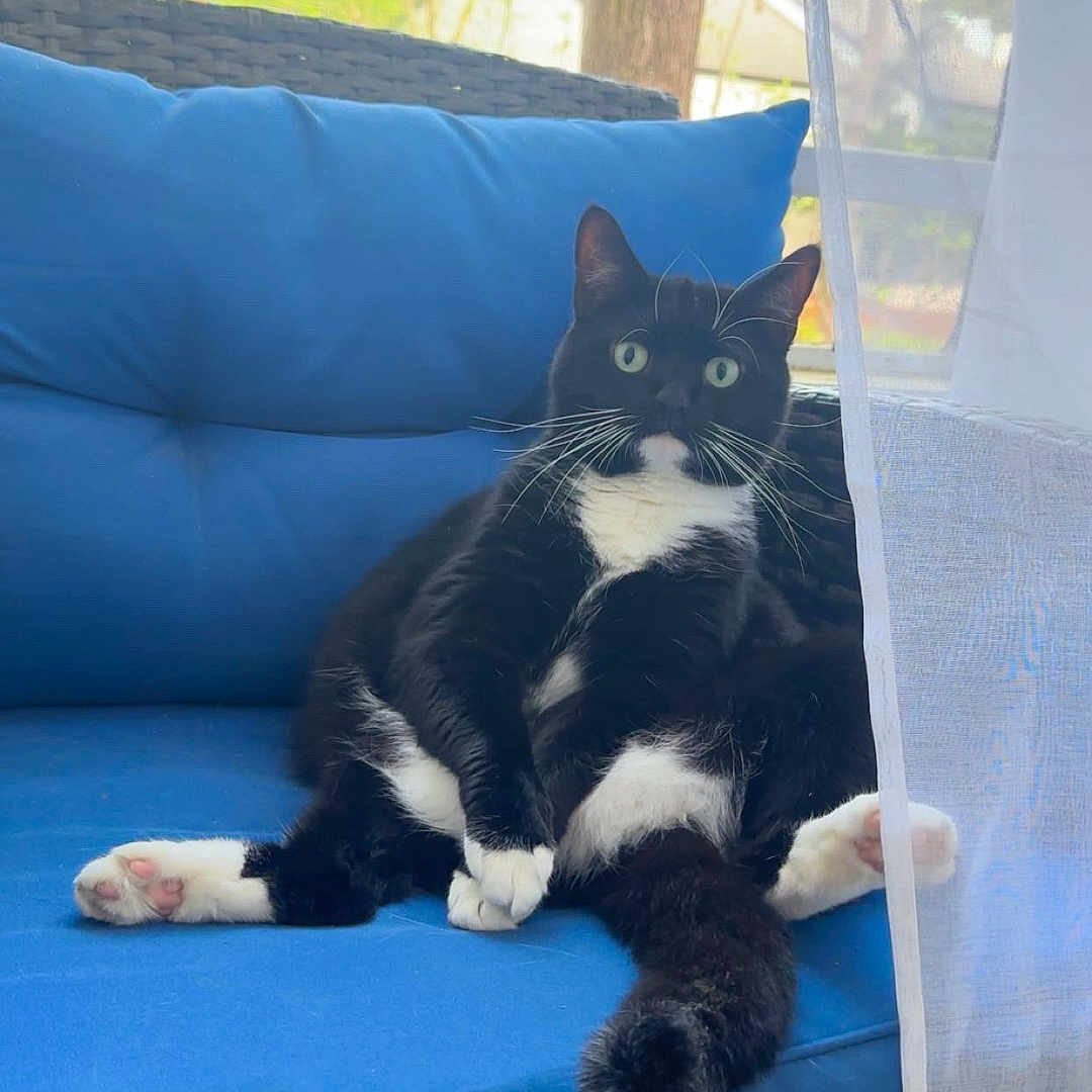 Delilah is registered to the contest to win money with this photo: cat, tuxedo_cat, blue_cushion, chair, pet, animal, indoor, relaxed, sitting, whiskers, curtain, window, furniture, paws, tail, black_and_white, outdoor_view, tree, daylight, cozy