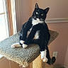Delilah joined the competition — help win amazing prizes! cat, tuxedo_cat, cat_tree, indoor, window, carpet, relaxed, pet, feline, paw, whiskers, black_and_white, curious, looking_at_camera, house, corner, natural_light, scratched_cat_tree, floor, wall