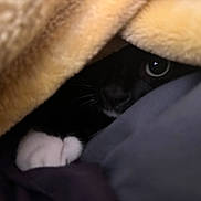 Delilah joined the competition — help win amazing prizes! cat, black_cat, white_paw, blanket, cozy, peek, curious_eye, fur, whiskers, snug, indoor, soft_texture, animal, pet, hidden, resting, comfort, shadow, closeup, warm