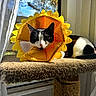 cat, black_and_white_cat, sunflower_collar, pet_accessory, window, curtain, carpeted_perch, indoor, sunlight, cozy, relaxed, animal, feline, pet, resting, daylight, home, cute, yellow, floral