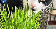 Lucy joined the competition — help win amazing prizes! cat, black_and_white_cat, grass, greenery, indoor, plant, pot, curious, close_up, furniture, wicker_chair, cushion, floor, home, pet, whiskers, eyes, nose, pink_nose, domestic_animal