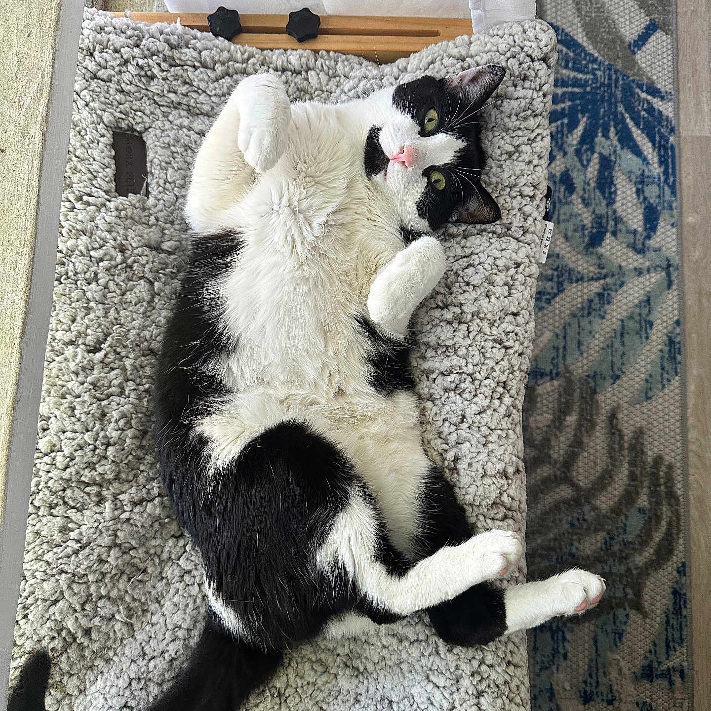 Lucy joined the competition — help win amazing prizes! cat, black_and_white, pet, animal, lying_down, bed, cozy, fur, indoor, relaxed, paw, curled_paws, green_eyes, texture, blanket, rug, curtain, home, resting, cute