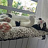 Lucy is registered to the contest to win money with this photo: cat, black_and_white, paw_pads, indoor, window, curtains, relaxed, pet, feline, cozy, texture, lounging, upside_down, curious, pink_nose, soft_light, home, resting, animal, cute