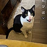 Lucy joined the competition — help win amazing prizes! cat, black_and_white, tongue_out, indoor, rug, wooden_furniture, floor, pet, animal, curious, green_eyes, sitting, looking_up, domestic_cat, whiskers, fur, cute, alert, home, cozy