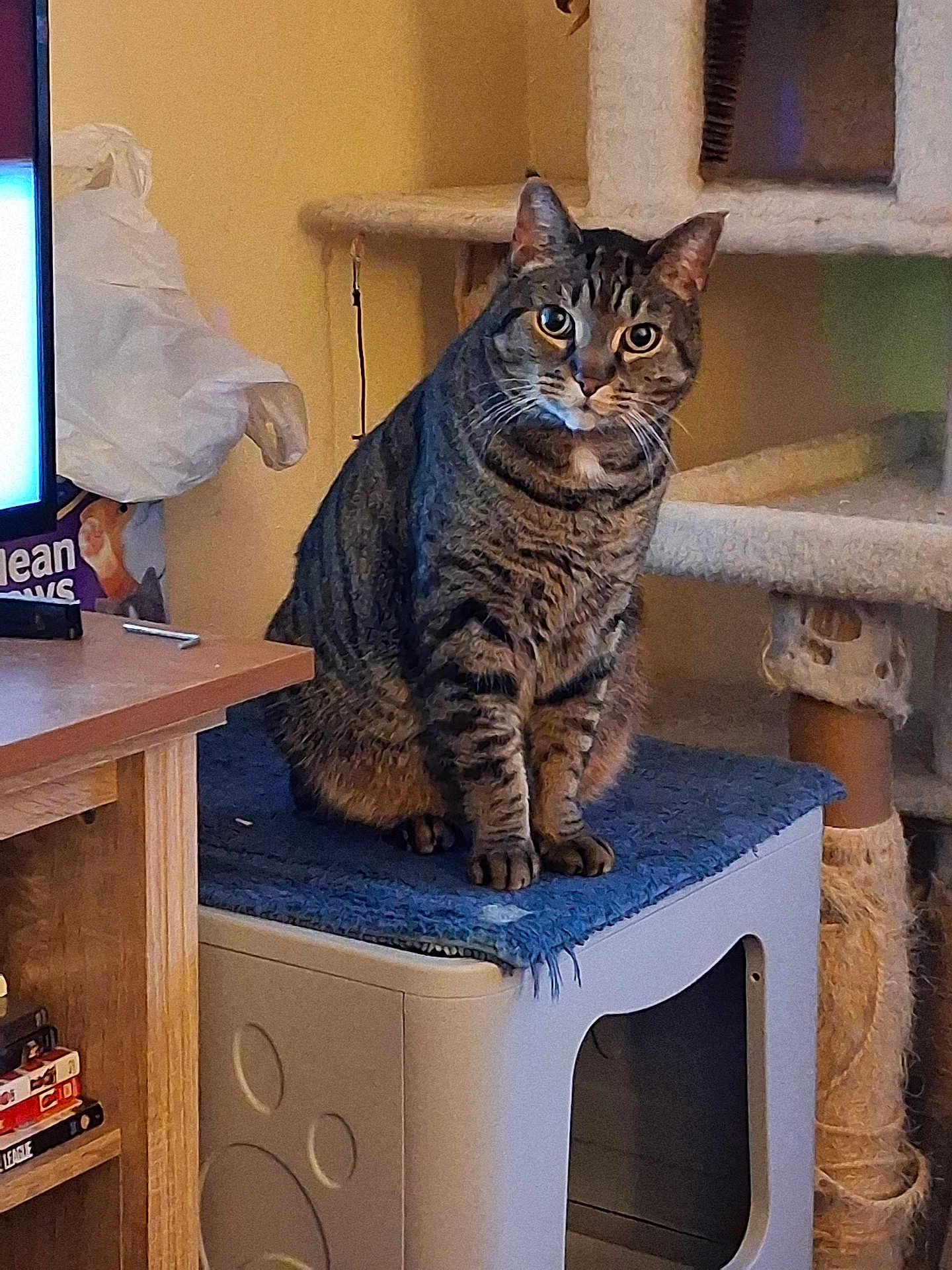 Jaxx is registered to the contest to win money with this photo: cat, tabby_cat, indoor, cat_tree, scratching_post, furniture, blue_cloth, box, pet, animal, curious, sitting, looking, cozy, wooden_table, clutter, domestic, feline, eyes, ears