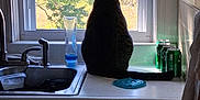 Jaxx is registered to the contest to win money with this photo: cat, window, kitchen, sink, countertop, greenery, daylight, domestic, indoor, pet, animal, curious, still_life, container, can, plastic, glass, faucet, towel, household