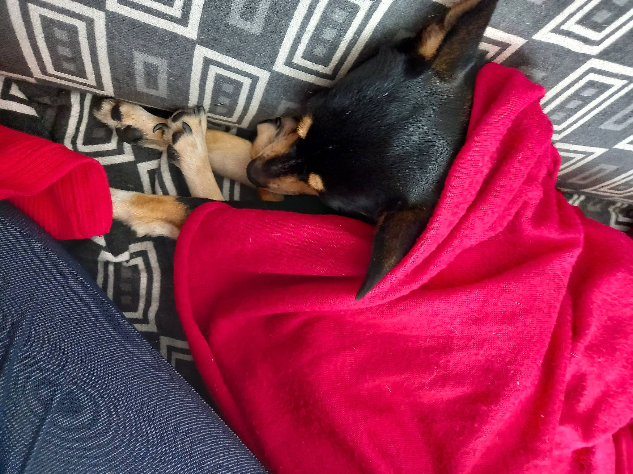 Rubens participe au concours pour gagner de l'argent avec cette photo : bag, carmine, carnivore, comfort, companion_dog, dog, dog_breed, felidae, fur, guard_dog, linens, magenta, pink, pinscher, prazsky_krysarik, sleeve, small_to_medium_sized_cats, textile, toy_dog, whiskers