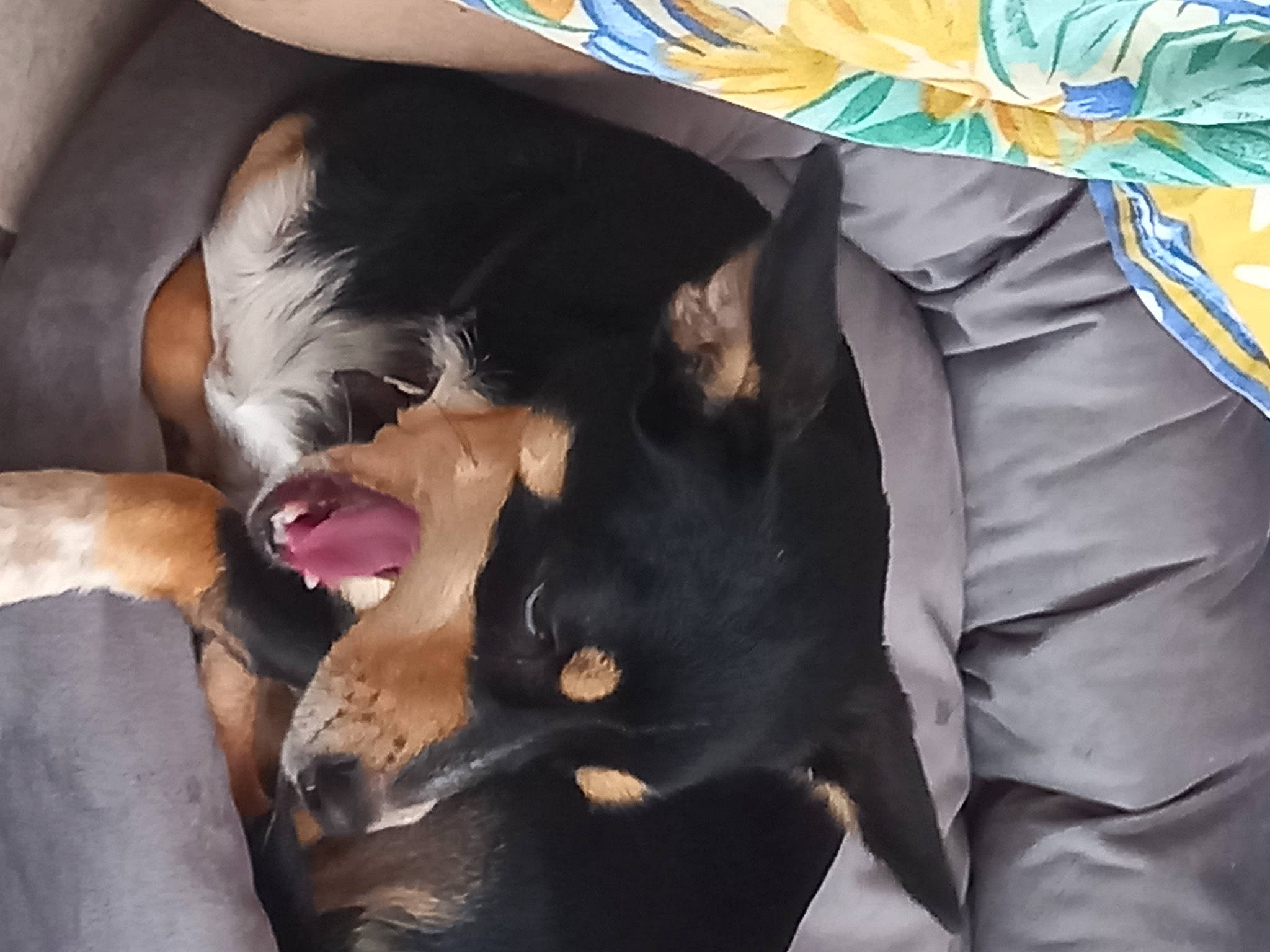 Rubens a rejoint le concours — aidez-le/la à gagner de superbes lots ! canidae, carnivore, comfort, companion_dog, dog, dog_breed, fawn, foot, fun, fur, gesture, guard_dog, jaw, nap, paw, sleep, snout, sporting_group, whiskers, working_animal