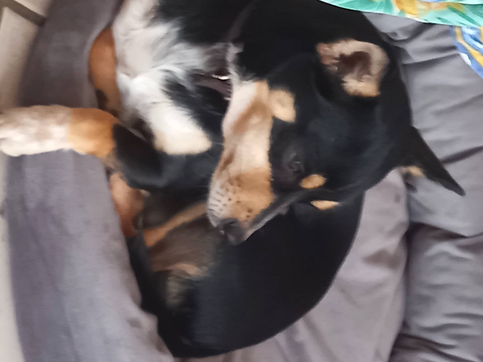 Rubens a rejoint le concours — aidez-le/la à gagner de superbes lots ! canidae, carnivore, comfort, companion_dog, dog, dog_breed, fawn, felidae, fur, guard_dog, nap, paw, sleep, small_to_medium_sized_cats, snout, sporting_group, tail, toy_dog, whiskers, working_animal