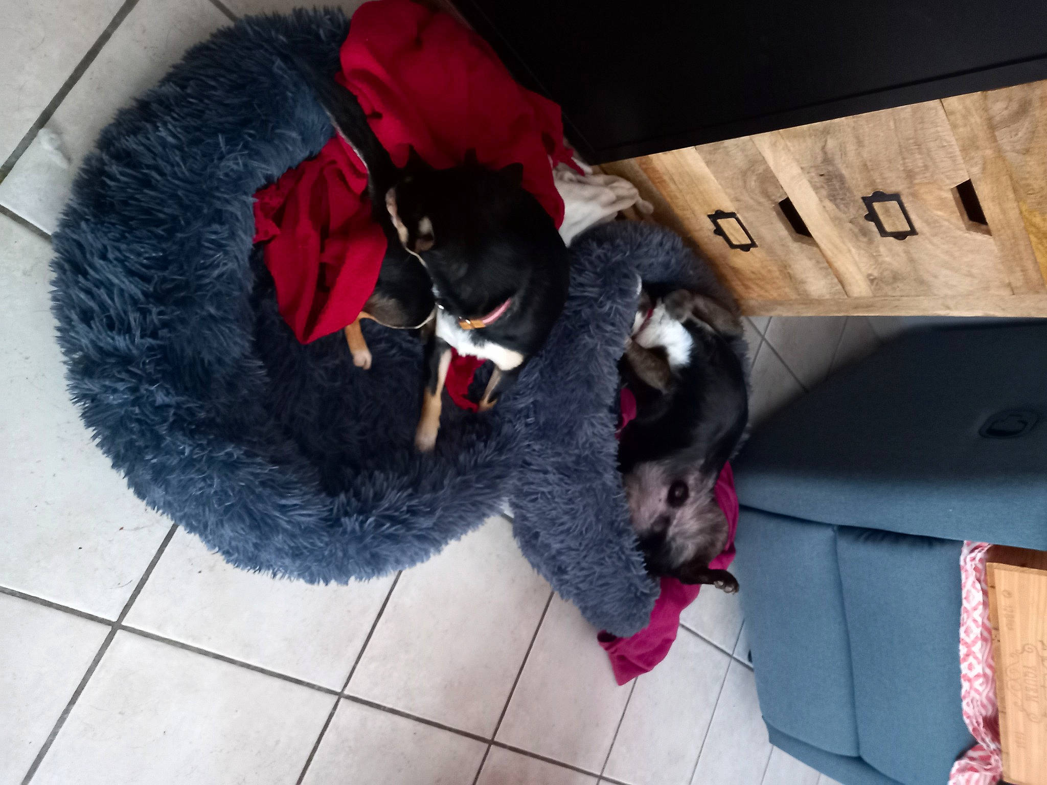 Julrubens participe au concours pour gagner de l'argent avec cette photo : box, canidae, carmine, carnivore, collar, companion_dog, dog_breed, dog_collar, dog_supply, fur, leash, natural_material, non_sporting_group, paw, pet_supply, sporting_group, tail, terrestrial_animal, toy