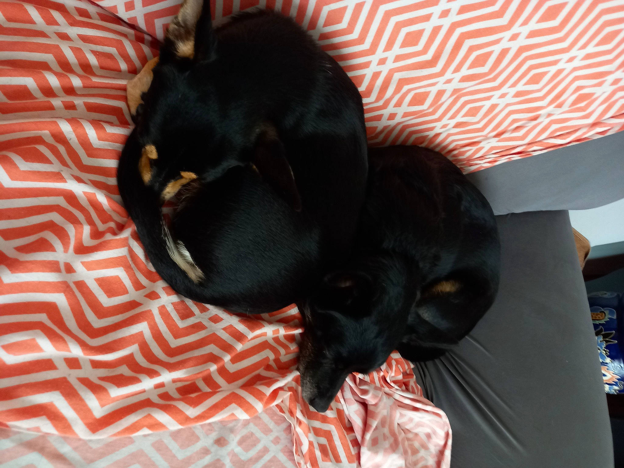 JUL a rejoint le concours — aidez-le/la à gagner de superbes lots ! canidae, carnivore, comfort, companion_dog, dog, dog_breed, dog_supply, ear, fawn, guard_dog, nap, paw, pet_supply, snout, sporting_group, tail, terrestrial_animal, toy_dog, whiskers, working_animal