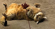 Nala is registered to the contest to win money with this photo: alert, animal, brown, carpet, cat, cozy, cute, feline, fur, home, indoor, lying_down, paws, pet, playing, relaxed, striped, tabby, toy, yarn