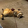 Nala is registered to the contest to win money with this photo: alert, animal, brown, carpet, cat, cozy, cute, feline, fur, home, indoor, lying_down, paws, pet, playing, relaxed, striped, tabby, toy, yarn
