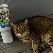 Nala joined the competition — help win amazing prizes! cat, tabby, couch, tumbler, illustration, plush_toy, indoor, relaxed, curious, gray, fur, animal, pet, closeup, laying, domestic_cat, face, whiskers, portrait, feline