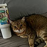 cat, tabby, couch, tumbler, illustration, plush_toy, indoor, relaxed, curious, gray, fur, animal, pet, closeup, laying, domestic_cat, face, whiskers, portrait, feline
