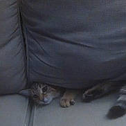 Nala is registered to the contest to win money with this photo: animal, cat, cozy, cushion, cute, face, feline, fur, furniture, gray, hiding, home, indoor, paw, peek, pet, playful, relaxed, resting, sofa