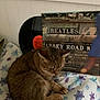 Nala joined the competition — help win amazing prizes! abbey_road, album_cover, beatles, blanket, blurred, brown_cat, cat, cozy, dim_light, furniture, indoor, music, nostalgic, patterned_blanket, record, relaxed, sitting, soft, tabby_cat, vinyl_record