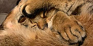 Nala is registered to the contest to win money with this photo: animal, brown, cat, closeup, comfy, cozy, curled, cute, feline, fur, indoor, nap, paw, pet, relaxed, resting, sleeping, soft, tabby, whiskers