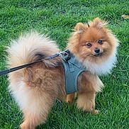 Romeo is registered to the contest to win money with this photo: dog, pomeranian, leash, harness, grass, outdoor, pet, canine, fluffy, small_dog, green_grass, animal, cute, walking, nature, park, fur, tail, ears, companion