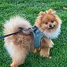 dog, pomeranian, leash, harness, grass, outdoor, pet, canine, fluffy, small_dog, green_grass, animal, cute, walking, nature, park, fur, tail, ears, companion