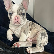 Bleu joined the competition — help win amazing prizes! dog, puppy, french_bulldog, indoor, pet, close_up, ears, paws, blue_eyes, brindle, pink_nose, fur, blanket, resting, portrait, floor, wood_floor, adorable, cute, looking_at_camera