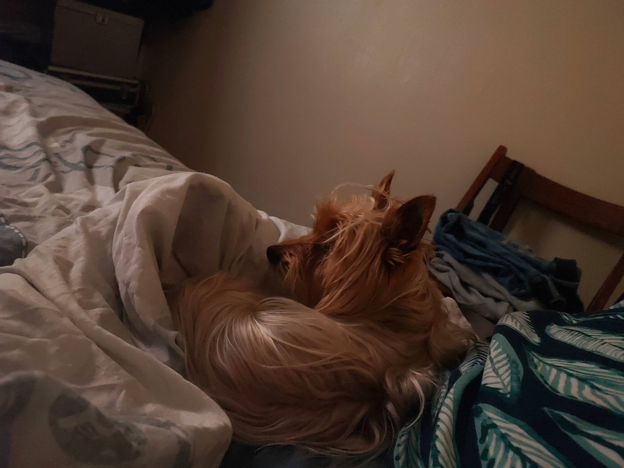 Snoopy a rejoint le concours — aidez-le/la à gagner de superbes lots ! bed, bed_sheet, bedding, bedroom, canidae, carnivore, chair, comfort, companion_dog, flesh, fur, hair_coloring, human_leg, linens, nap, room, sitting, sporting_group, whiskers, wood