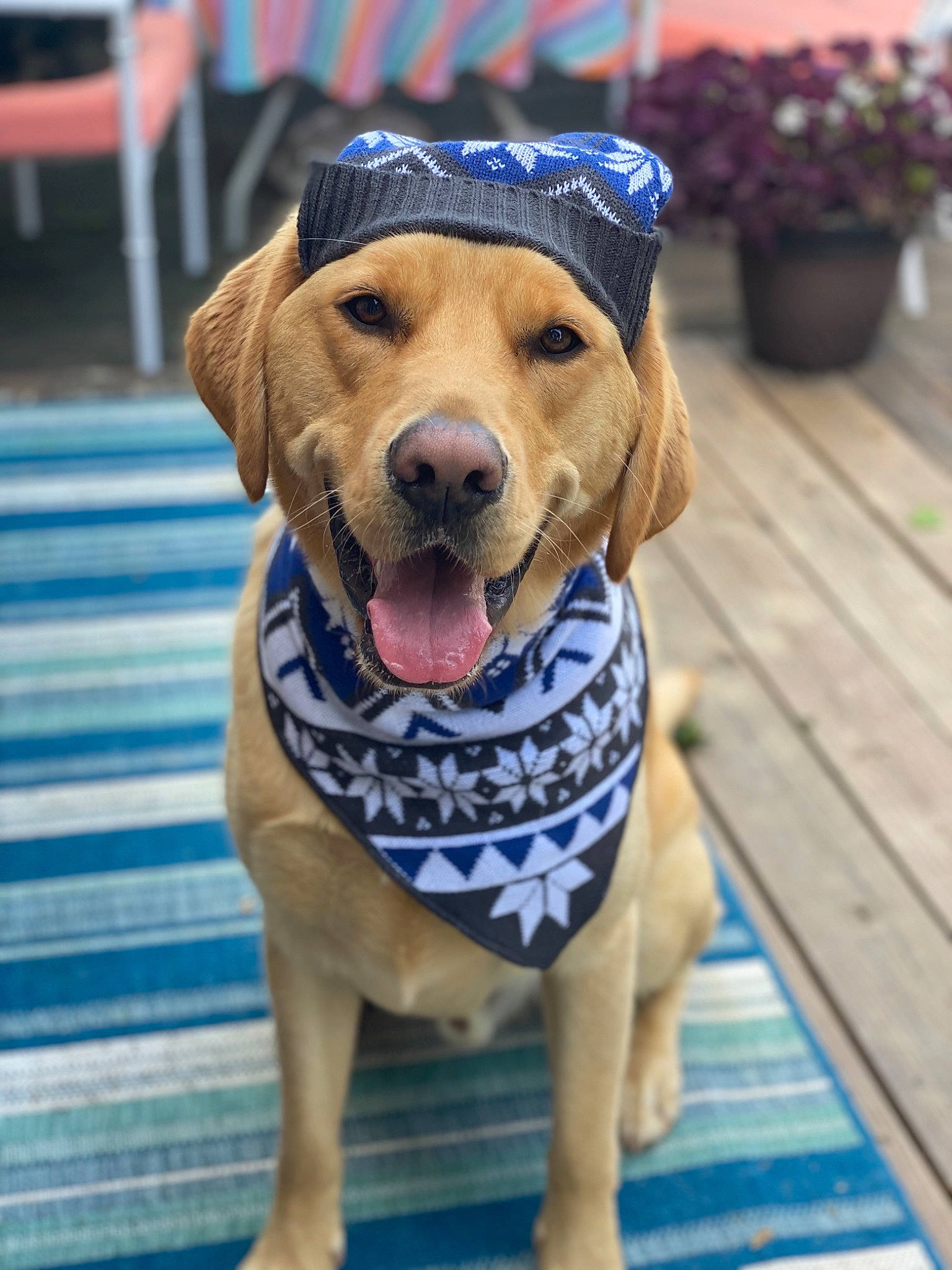 Marley is registered to the contest to win money with this photo: ancient_dog_breeds, beagador, broholmer, canidae, carnivore, companion_dog, dog, dog_breed, dog_clothes, fashion_accessory, fawn, golden_retriever, headgear, labrador_retriever, mammal, puppy, retriever, rhodesian_ridgeback, snout, sporting_group