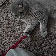 Bmo joined the competition — help win amazing prizes! animal, carpet, cat, cozy, curious, cute, domestic_cat, feline, fur, gray_cat, home, indoor, lying_down, paw, pet, playful, relaxed, string, toy, whiskers