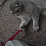 animal, carpet, cat, cozy, curious, cute, domestic_cat, feline, fur, gray_cat, home, indoor, lying_down, paw, pet, playful, relaxed, string, toy, whiskers