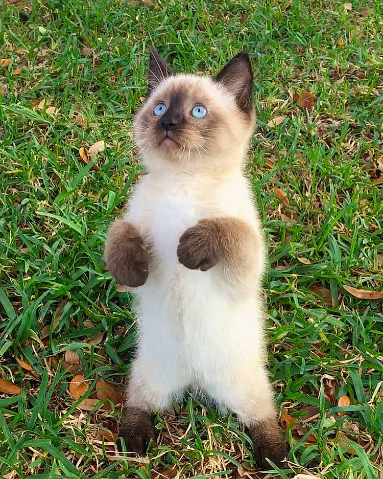 Caspian joined the competition — help win amazing prizes! balinese, carnivore, cat, eye, fawn, felidae, fur, grass, groundcover, head, iris, plant, ragdoll, siamese, small_to_medium_sized_cats, snout, tail, terrestrial_animal, whiskers, wildlife