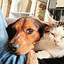 Nala participe au concours pour gagner de l'argent avec cette photo : dog, cat, pet, snuggling, couch, indoor, closeup, furry, companion, relaxed, cozy, home, animal, friendship, resting, cute, domestic, fur, whiskers, portrait