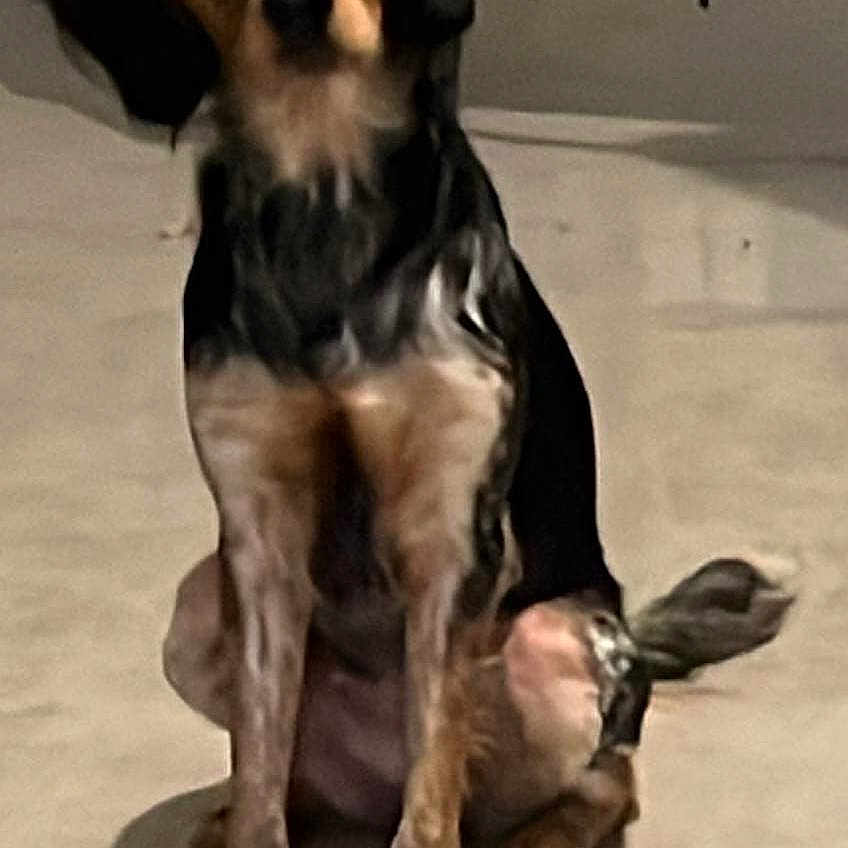 Nala participe au concours pour gagner de l'argent avec cette photo : animal, black, blurred, brown, carpet, companion, curtain, cute, dog, ears, floor, furniture, indoor, looking, pet, playful, sitting, stuffed_animal, tail, toy