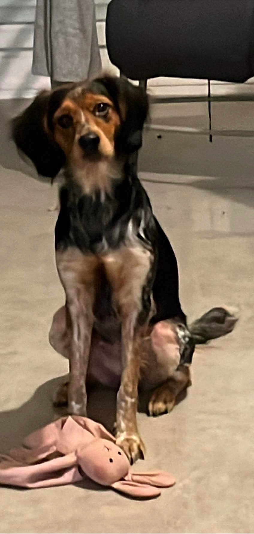 Nala participe au concours pour gagner de l'argent avec cette photo : dog, toy, stuffed_animal, indoor, floor, pet, animal, sitting, brown, black, ears, tail, curtain, furniture, carpet, cute, playful, companion, looking, blurred