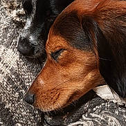 Nala participe au concours pour gagner de l'argent avec cette photo : dog, sleeping, closeup, cozy, blanket, fur, brown_dog, black_and_white_dog, resting, pets, companion, animal, snuggle, cute, domestic_animal, relaxation, friendship, indoors, warm, peaceful