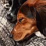 dog, sleeping, closeup, cozy, blanket, fur, brown_dog, black_and_white_dog, resting, pets, companion, animal, snuggle, cute, domestic_animal, relaxation, friendship, indoors, warm, peaceful