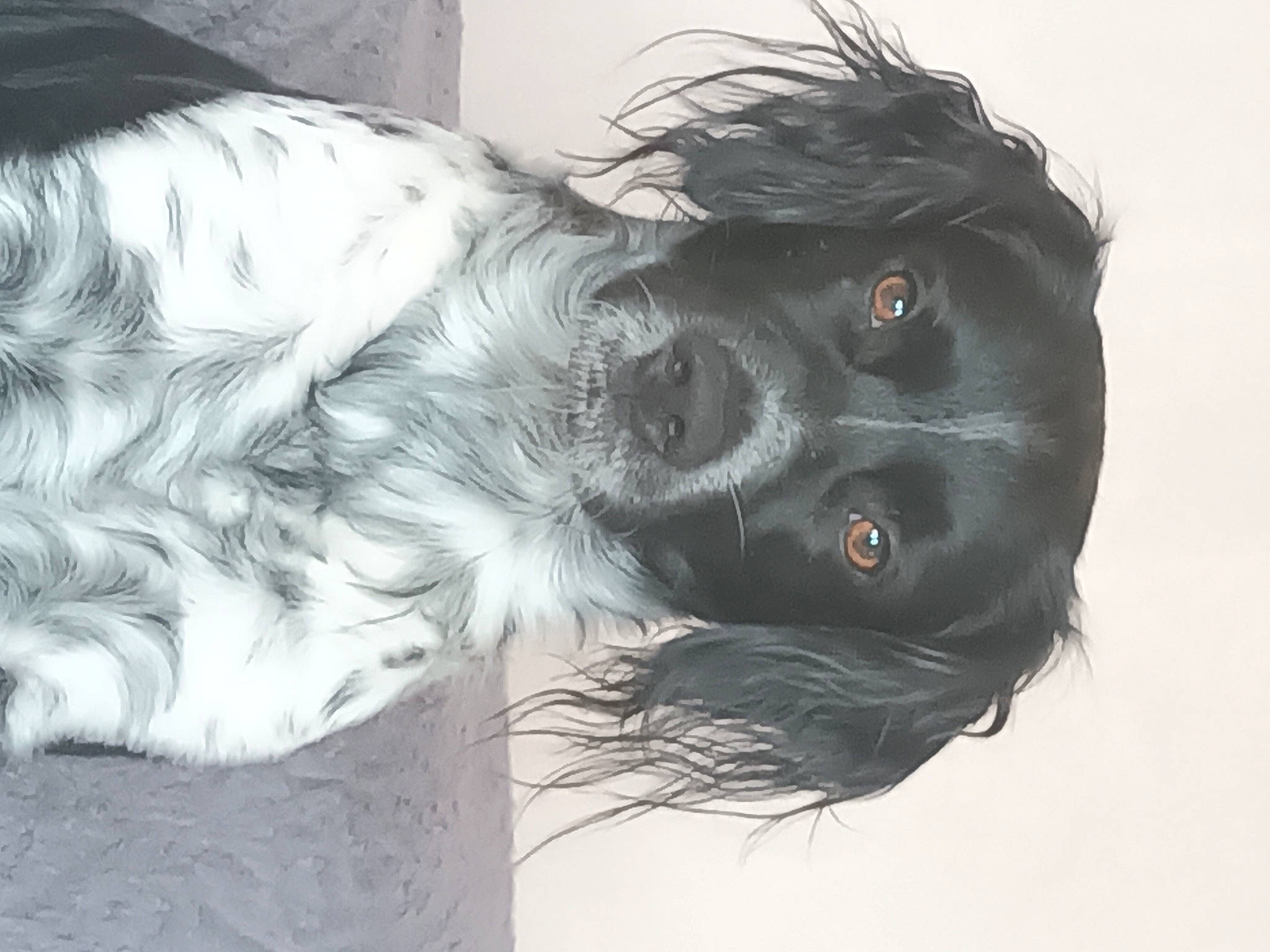 Simba participe au concours pour gagner de l'argent avec cette photo : canidae, carnivore, companion_dog, dog, dog_breed, dog_collar, dog_supply, ear, feather, fur, liver, paw, small_terrier, snout, sporting_group, tail, terrier, toy_dog, whiskers, working_animal