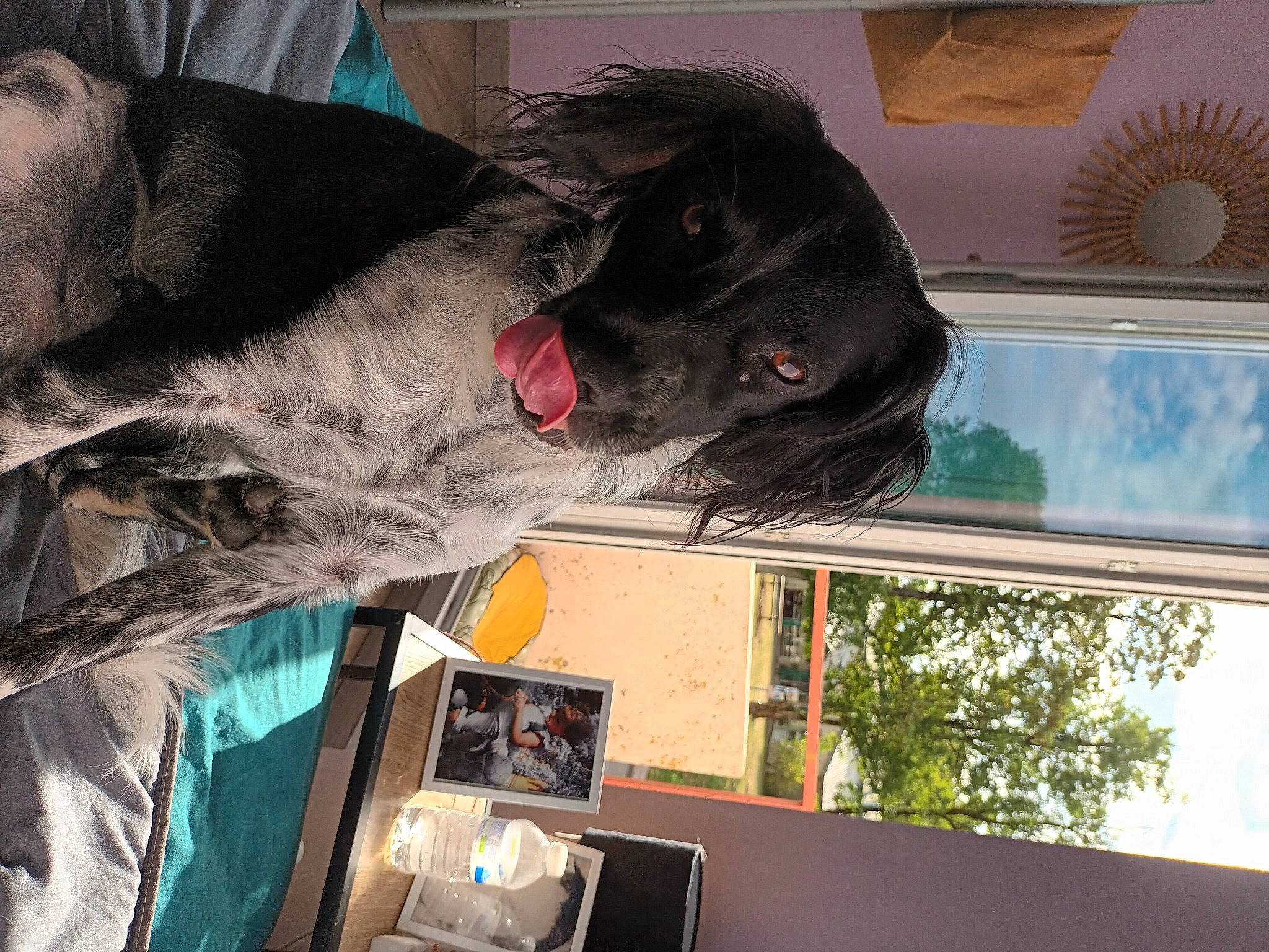 Simba participe au concours pour gagner de l'argent avec cette photo : canidae, carnivore, companion_dog, dog, dog_breed, felidae, fun, fur, guard_dog, liver, non_sporting_group, snout, sporting_group, tail, tree, window, working_animal