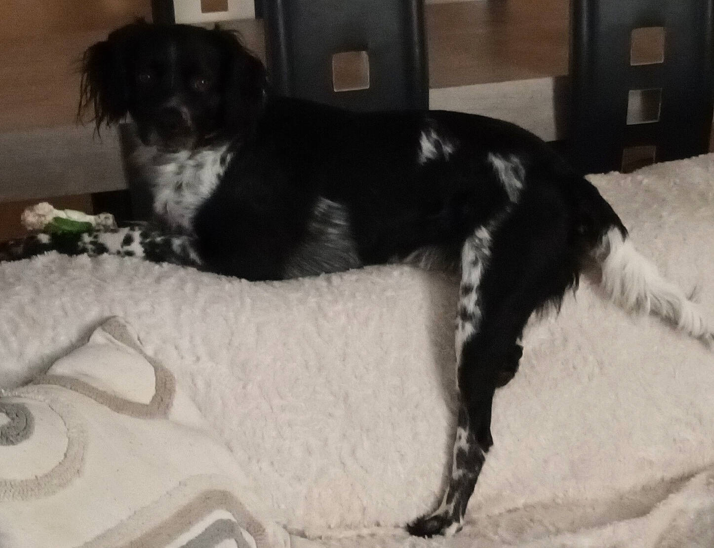 Simba participe au concours pour gagner de l'argent avec cette photo : borador, canidae, carnivore, collar, comfort, companion_dog, dog, dog_breed, dog_collar, dog_supply, fur, gun_dog, liver, pet_supply, snout, sporting_group, tail, terrestrial_animal, working_animal, working_dog