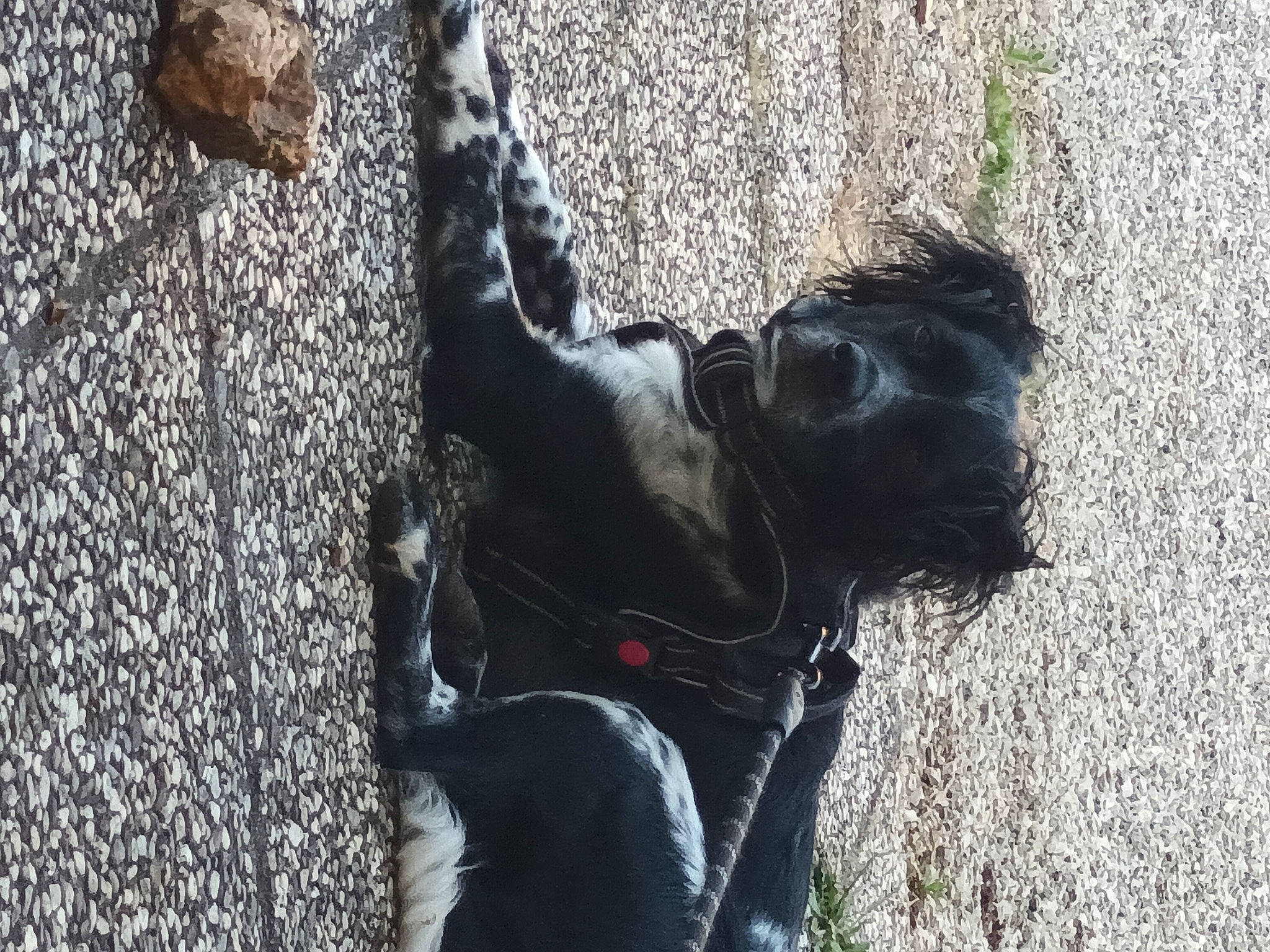 Simba a rejoint le concours — aidez-le/la à gagner de superbes lots ! bovine, canidae, common_chimpanzee, dog_breed, fur, gesture, grass, human_leg, livestock, recreation, sculpture, shadow, snout, soil, sporting_group, terrestrial_animal, wildlife, working_animal, wrinkle, zoo