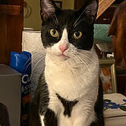 Pansy joined the competition — help win amazing prizes! cat, tuxedo_cat, black_and_white, animal, pet, portrait, sitting, indoors, whiskers, ears, eyes, nose, fur, white_chest, black_fur, alert, looking_at_camera, household, furniture, close_up